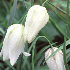 FRITILLARIA MELEAGRIS ALBA seed image