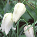 FRITILLARIA MELEAGRIS ALBA seed image