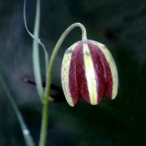 FRITILLARIA MESSANENSIS seed image