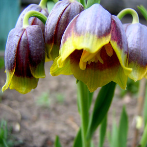 FRITILLARIA MICHAILOVSKYI seed image