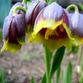 FRITILLARIA MICHAILOVSKYI seed image