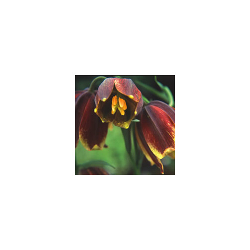 FRITILLARIA MIXED seed image