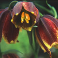 FRITILLARIA MIXED seed image