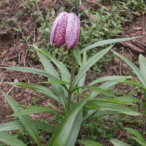 FRITILLARIA MONANTHA seed image