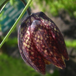 FRITILLARIA MONTANA seed image