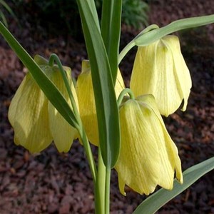 FRITILLARIA PALLIDIFLORA seed image
