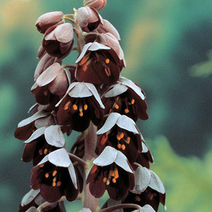 FRITILLARIA PERSICA seed image