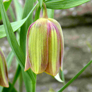 FRITILLARIA PONTICA seed image
