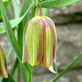 FRITILLARIA PONTICA seed image