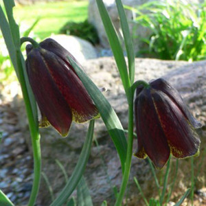 FRITILLARIA PYRENAICA seed image