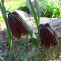 FRITILLARIA PYRENAICA seed image