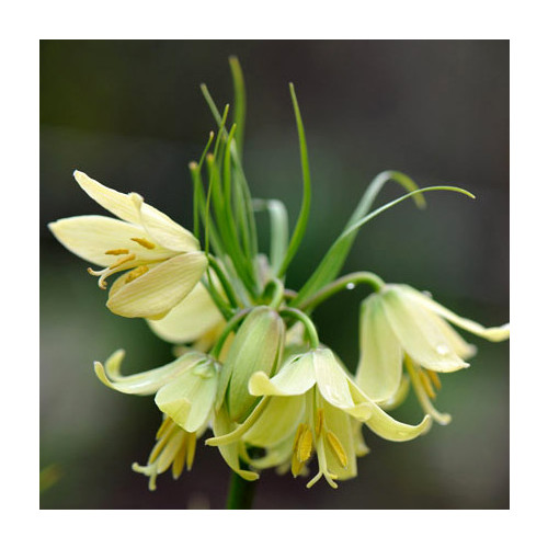 FRITILLARIA RADDEANA seed image
