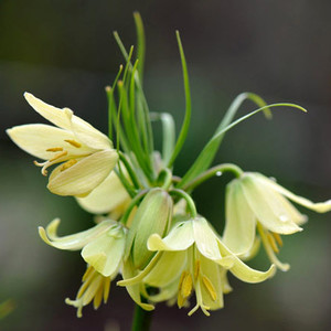 FRITILLARIA RADDEANA seed image