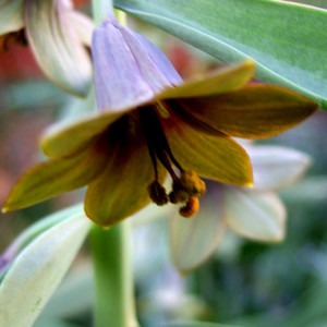 FRITILLARIA SEWERZOWII seed image