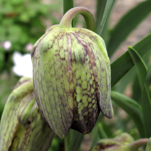 FRITILLARIA WHITTALLII seed image