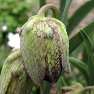 FRITILLARIA WHITTALLII seed image
