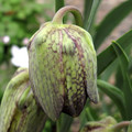 FRITILLARIA WHITTALLII seed image