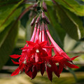 FUCHSIA BOLIVIANA seed image