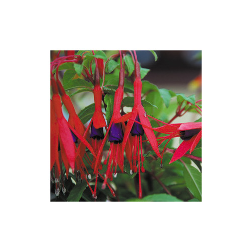 FUCHSIA MAGELLANICA seed image
