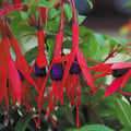 FUCHSIA MAGELLANICA seed image