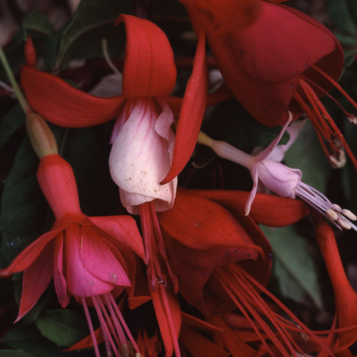FUCHSIA ORNAMENTAL MIX seed image