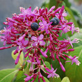 FUCHSIA PANICULATA seed image