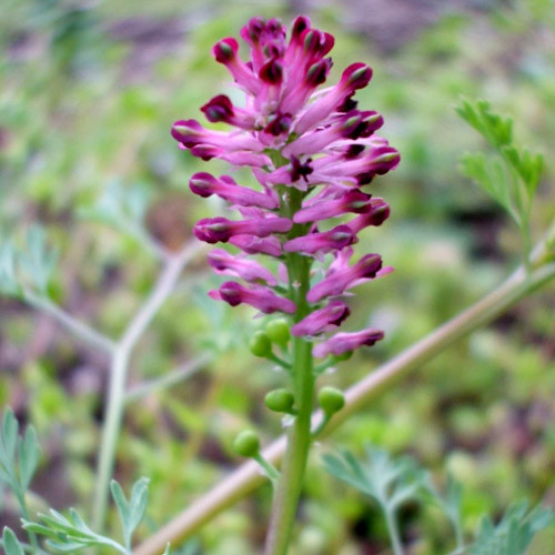 50+ seeds Common Fumitory Earth Smoke Graines Fumaria officinalis 