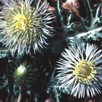 GALACTITES TOMENTOSA ALBA seed image