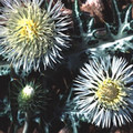 GALACTITES TOMENTOSA ALBA seed image