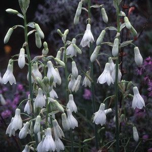 GALTONIA CANDICANS seed image