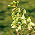 GALTONIA PRINCEPS seed image