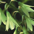 GALTONIA VIRIDIFLORA seed image