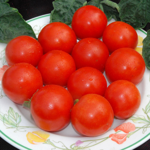 TOMATO GARDENER'S DELIGHT seed image