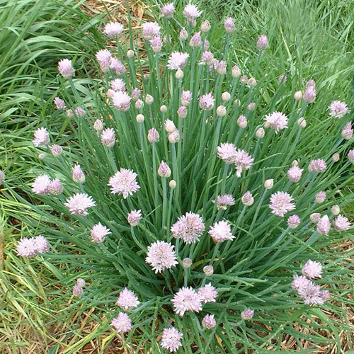 HERB GARLIC CHIVES seed image