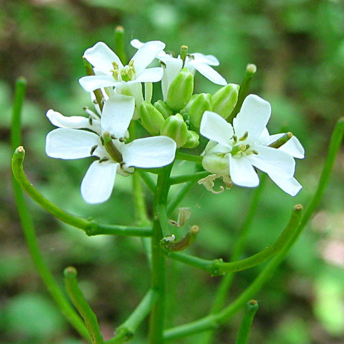 HERB GARLIC MUSTARD seed image