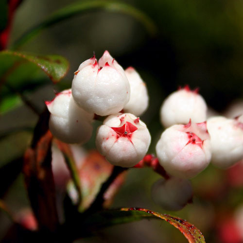 GAULTHERIA HISPIDA seed image
