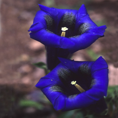 GENTIANA ACAULIS seed image