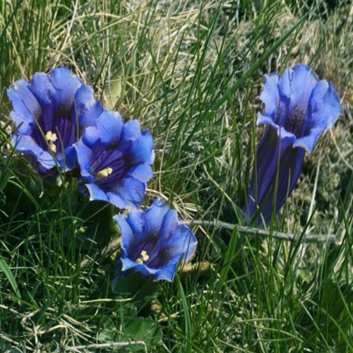 GENTIANA NIKITA aka BLUE GENETIAN  FLOWER SEEDS 30 COOL CLIMATE PERENNIAL 