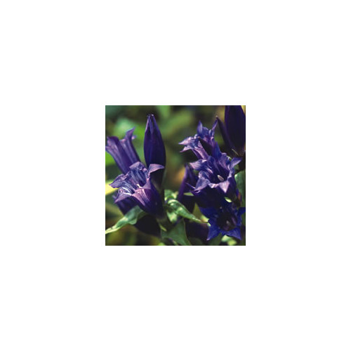 GENTIANA ASCLEPIADEA seed image