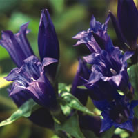 GENTIANA ASCLEPIADEA seed image