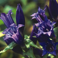 GENTIANA ASCLEPIADEA seed image