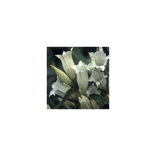 GENTIANA ASCLEPIADEA ALBA seed image
