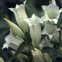 GENTIANA ASCLEPIADEA ALBA seed image