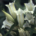 GENTIANA ASCLEPIADEA ALBA seed image