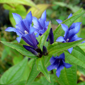 GENTIANA ASCLEPIADEA NANA seed image