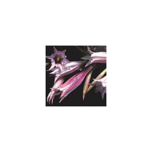 GENTIANA ASCLEPIADEA 'PINK CASCADE' seed image