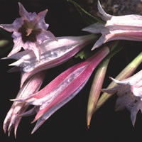 GENTIANA ASCLEPIADEA 'PINK CASCADE' seed image