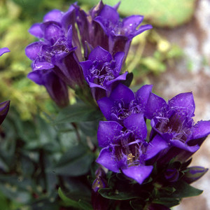 GENTIANA CACHEMIRICA seed image