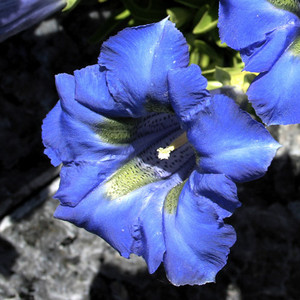 GENTIANA CLUSII seed image