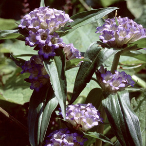 GENTIANA CRUCIATA seed image